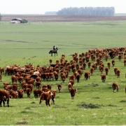 Homem à cavalo em meio ao campo acompanhando várias cabeças de gado